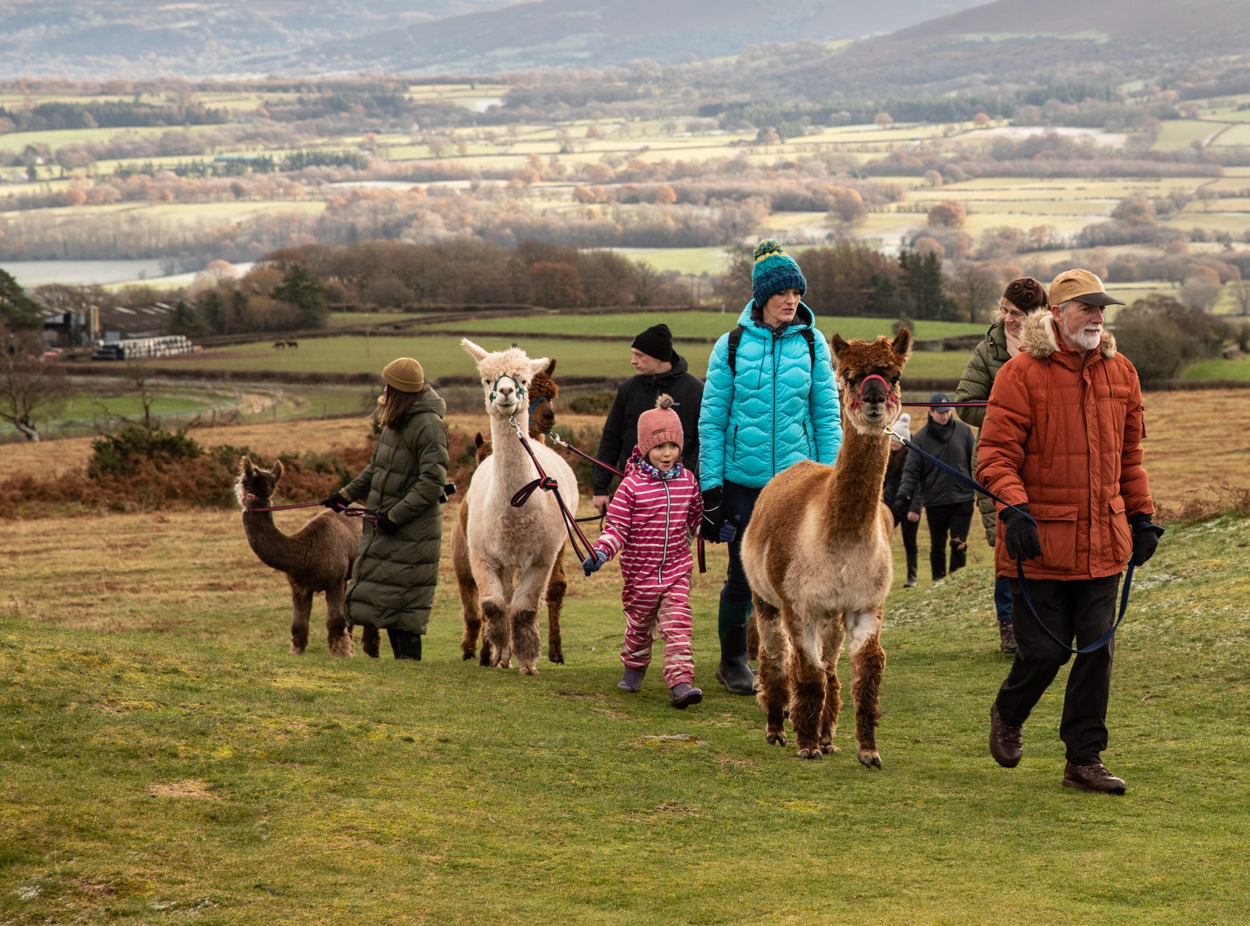 Alpaca walking on Mynydd Illtyd, Bannau Brycheiniog