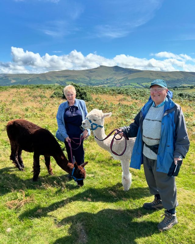 alpaca walking on mynydd Illtyd, Bannau brycjeiniog