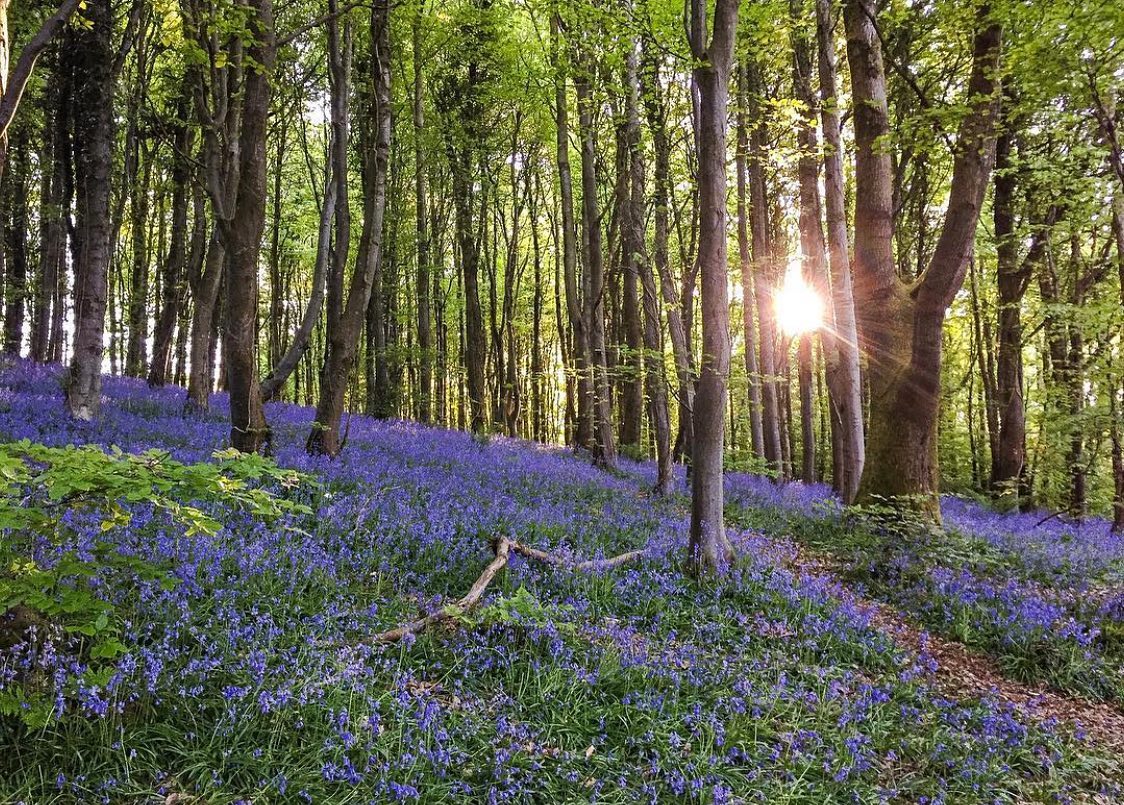 a woodland with the ground covered in bluebells, sun shining through the branches.