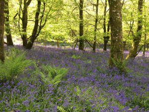 sunlight and shade on a field of bluebells