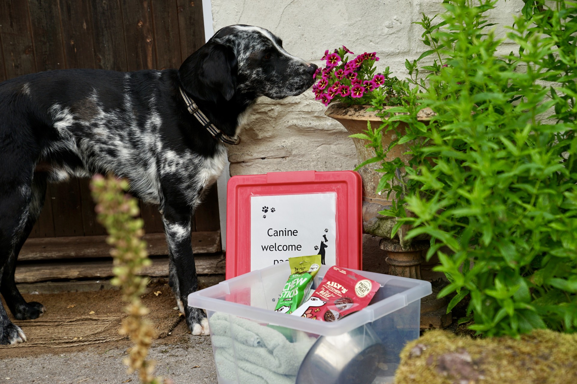 a dog sniffing a flower pot beside teh welsome gift the owners of the property leave for their canine guests