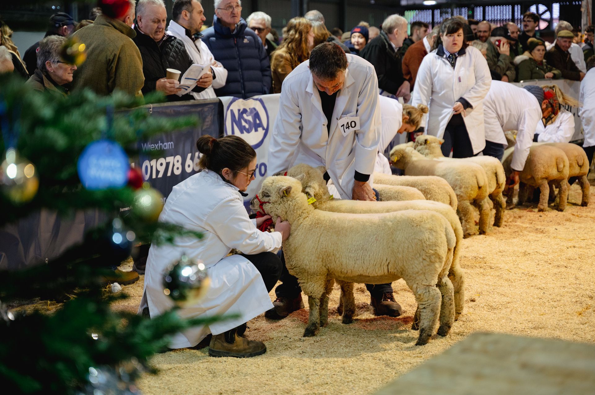animals and handlers in the showring at the Winter Fair