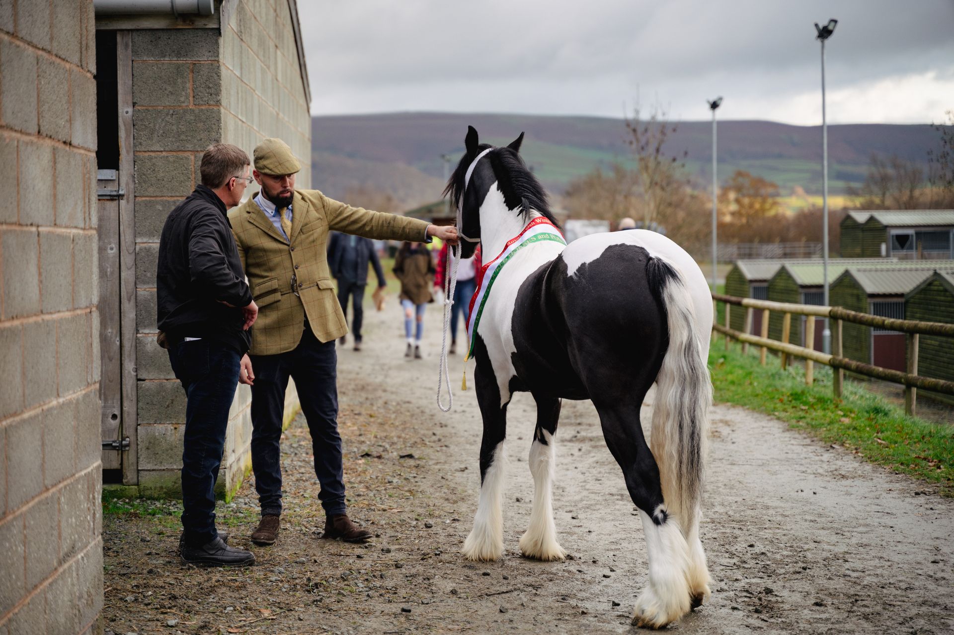 a Horse getting ready for the parade at the Winter Fair