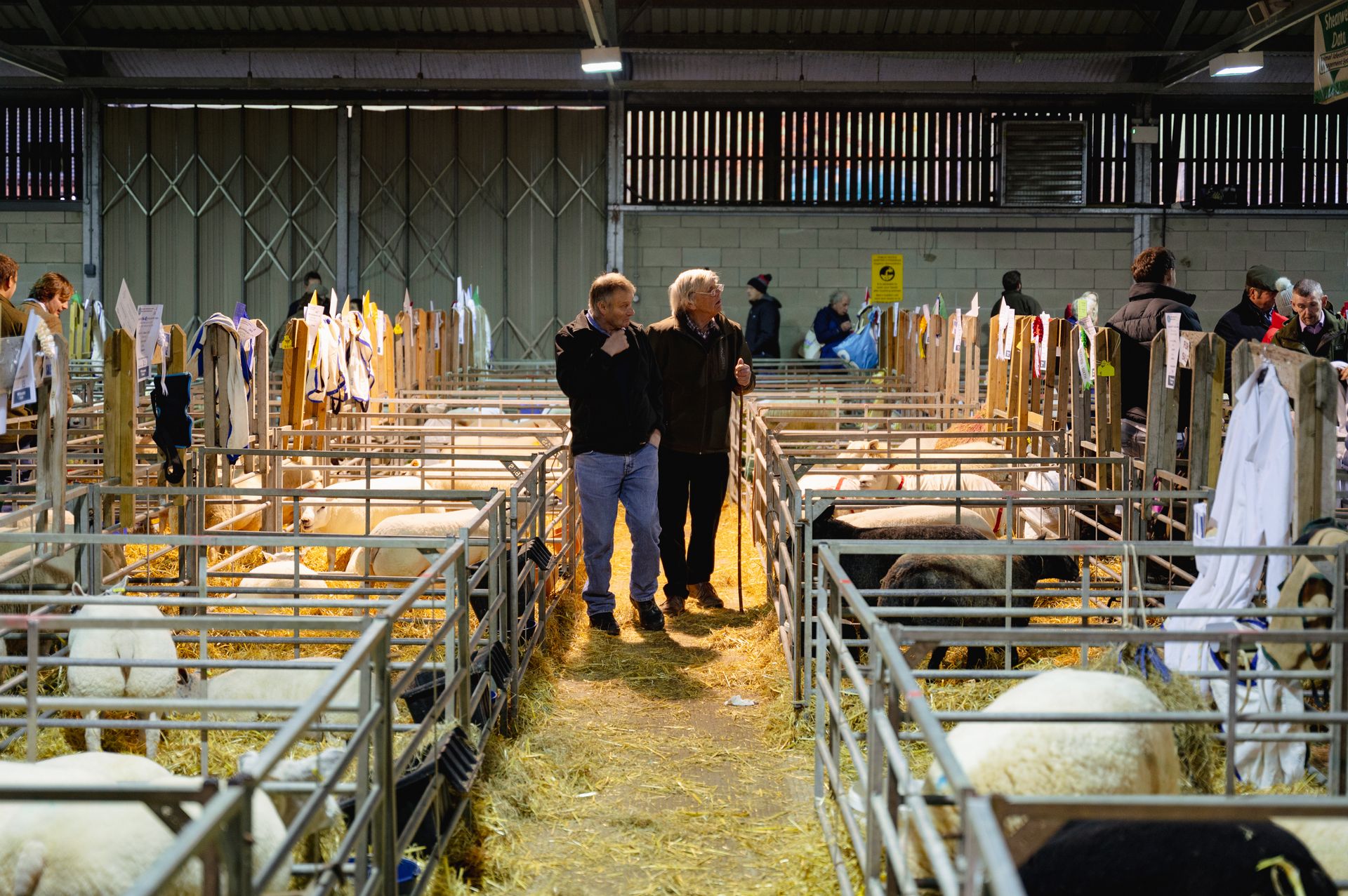 the Sheep barn with owners and sheep under heated lamps at the Winter Fair