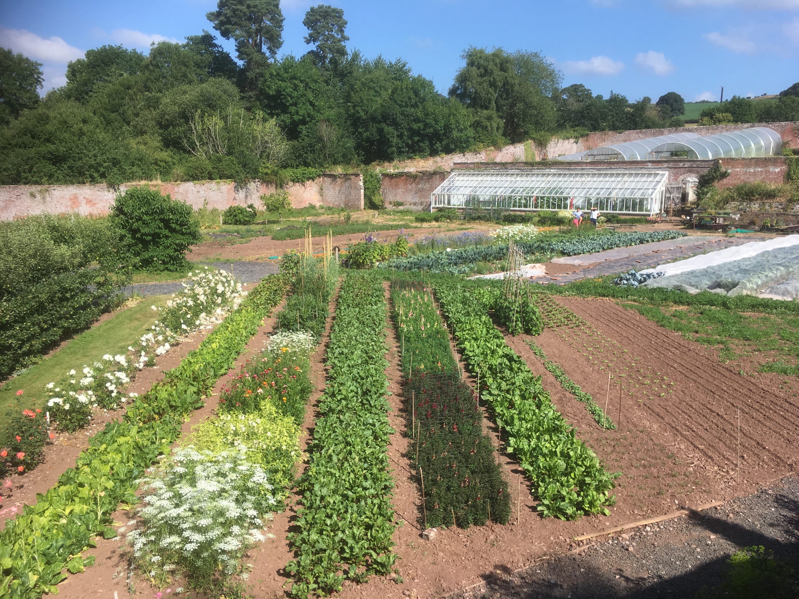 teh waleed garden in summer at Penpont . Full of vegetables.