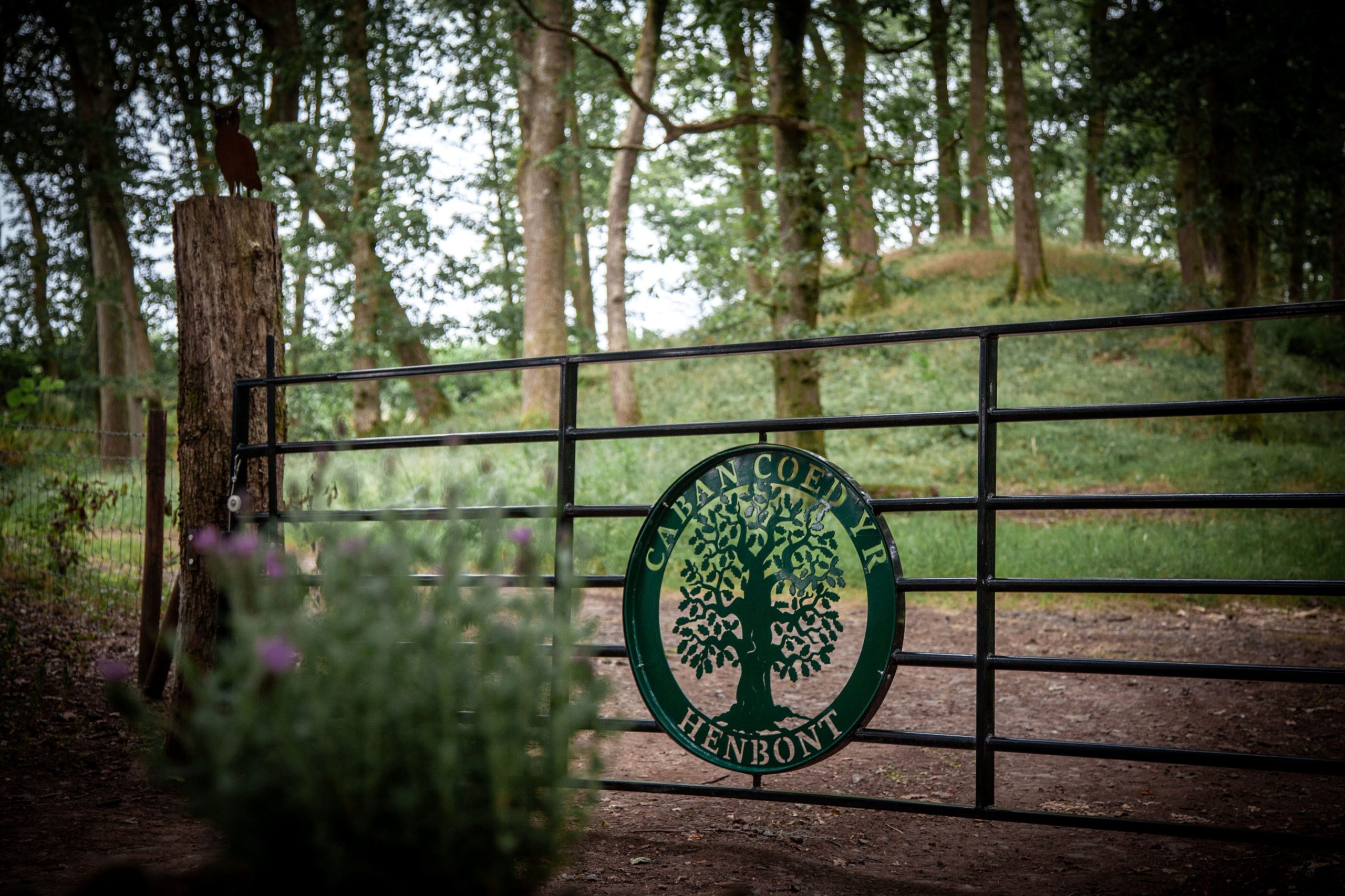 Coed Yr Henbont Cabin surrounded by ancient woodland in Bannau Brycheiniog National Park.