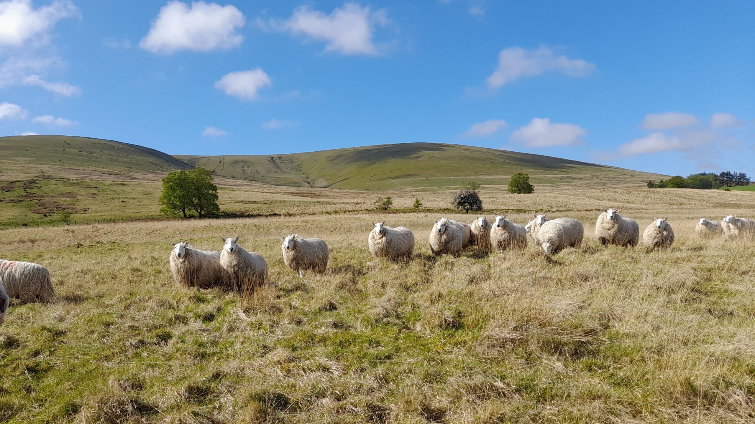 Views across the Black Mountain from Henbont Holidays near Llanddeusant.
