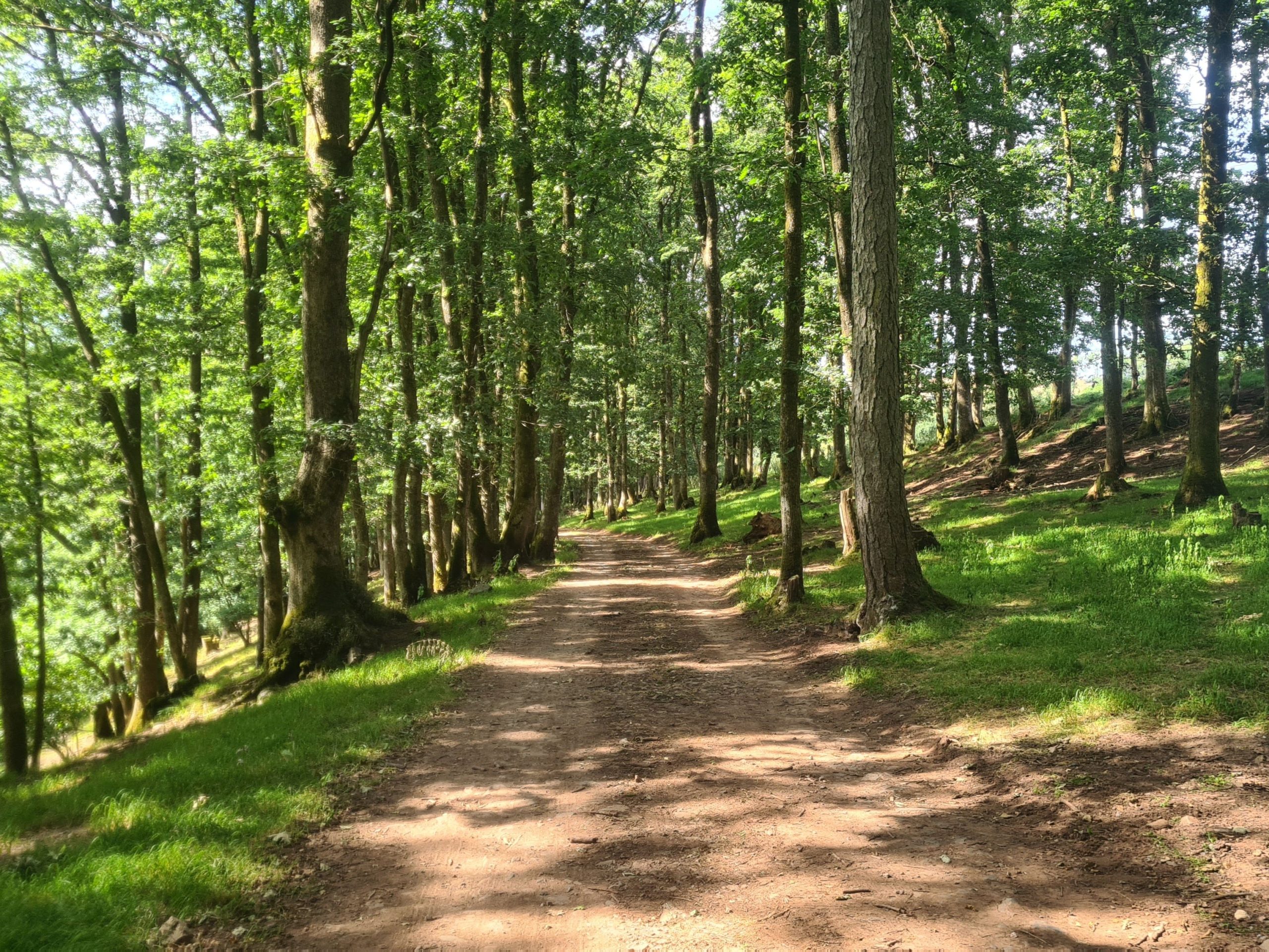 Private woodland surrounding Coed Yr Henbont Cabin beneath the Black Mountain.